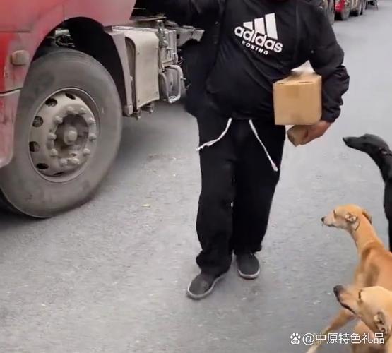 狗狗貨運(yùn)圖片狗狗貨運(yùn)圖片大全