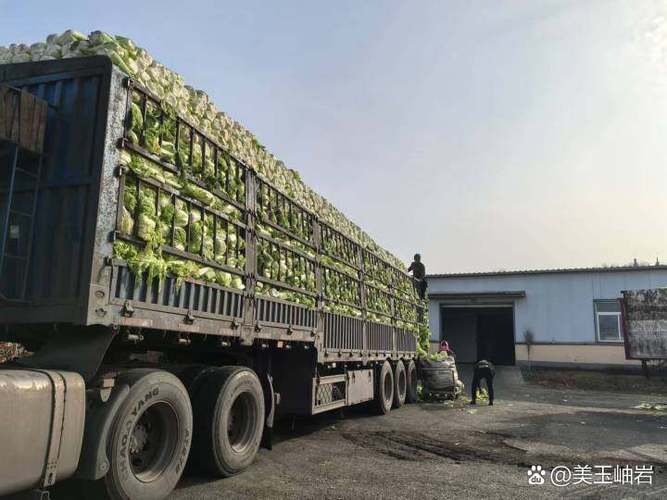 甘蔗貨運批發(fā)甘蔗貨運批發(fā)市場在哪